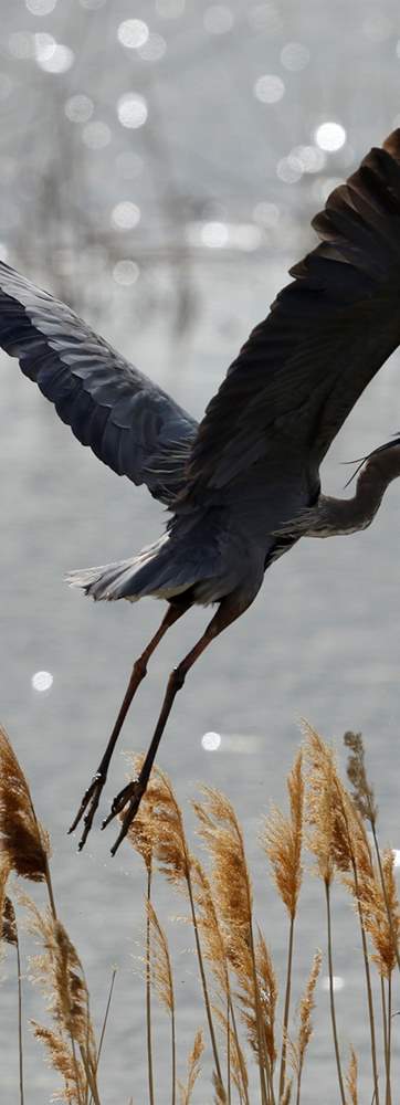 Bear River Migratory Bird Refuge