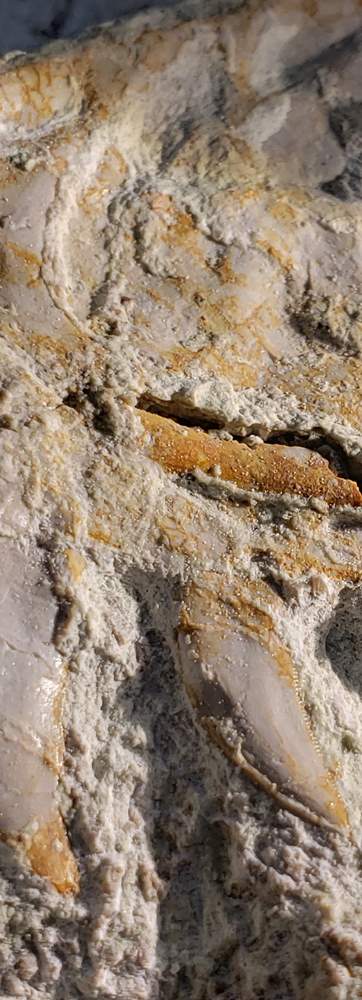 Utahraptor-State-Park_Fossil-5_Utah-State-Park