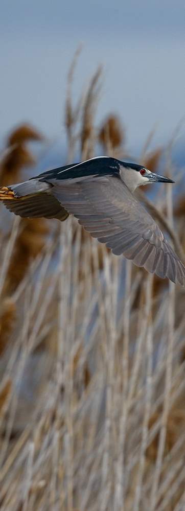 BEAR RIVER BIRD REFUGE